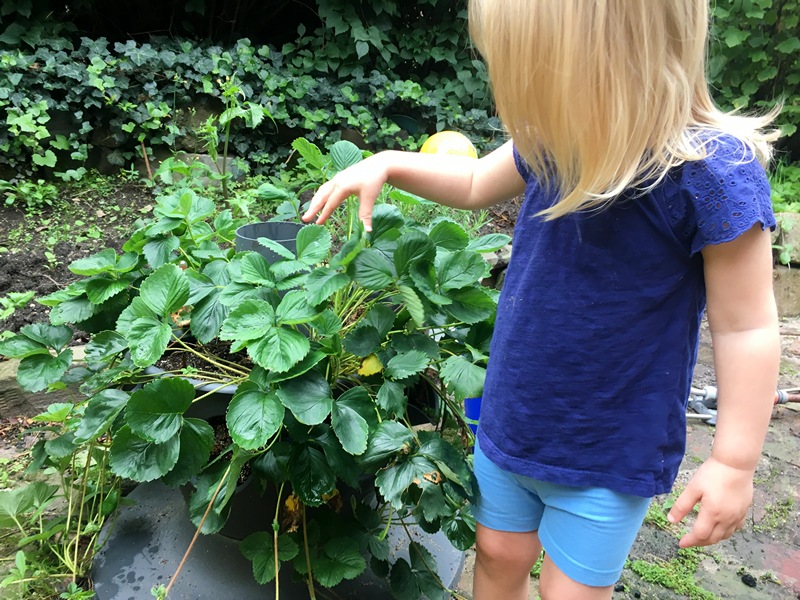 Backyard Greenhouse Basics