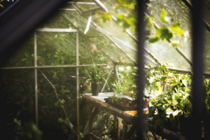 A greenhouse oasis Greenhouse gardening