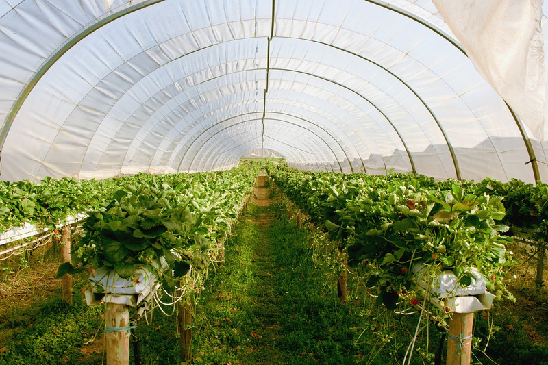 Beautiful, Green Houses: Of All Shades