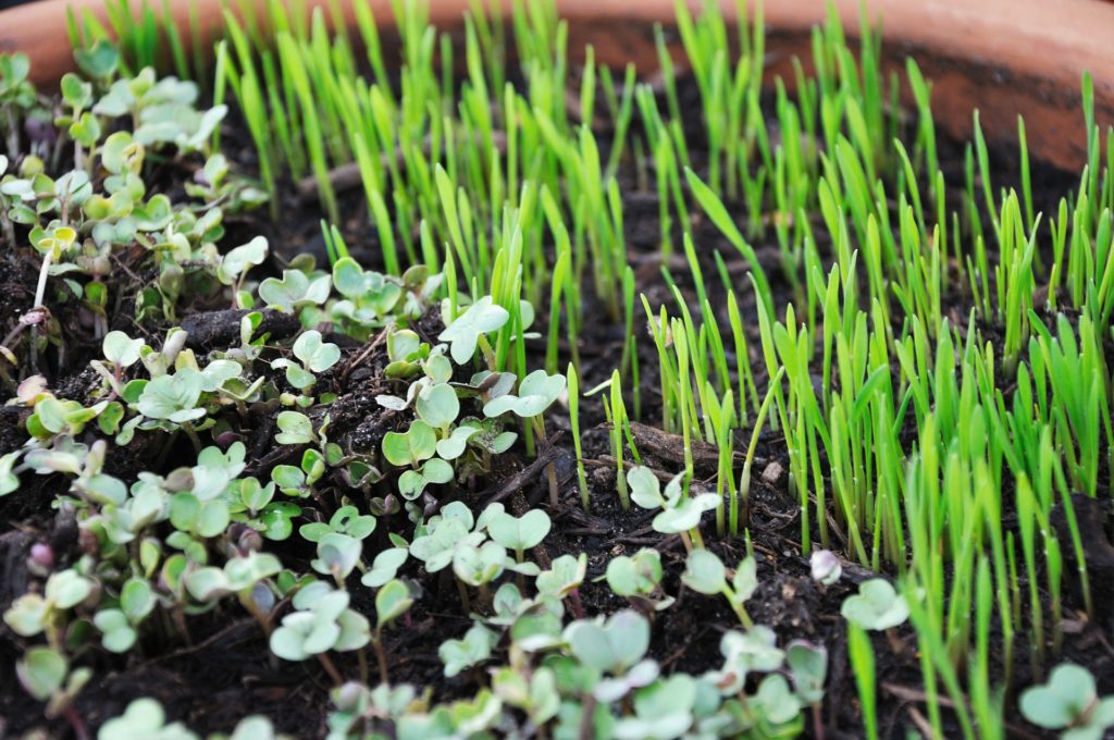 26 Microgreens