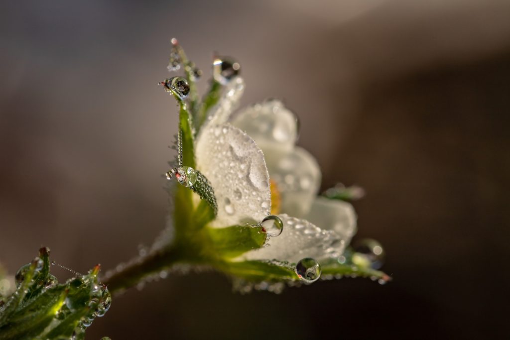 spray irrigation