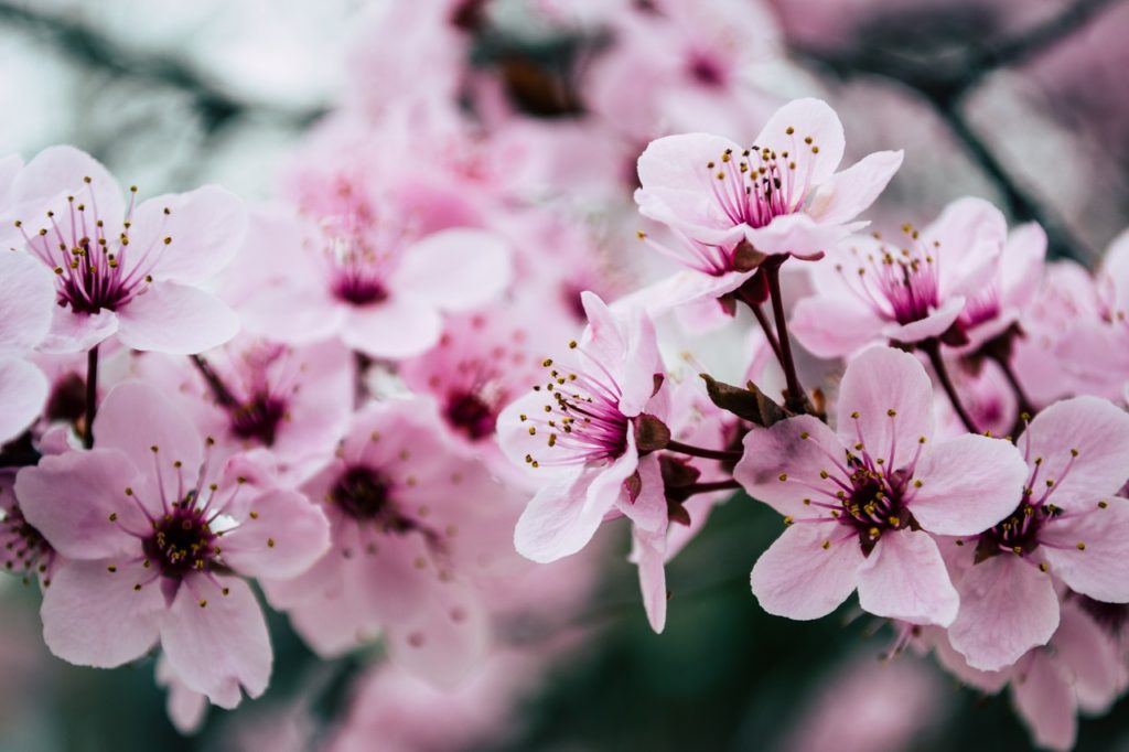 cherry tree seeds