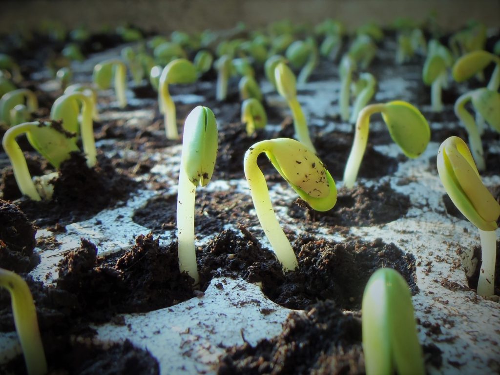 11 Steps for Sucessfully Starting Seeds Indoors • Greenhouse Fanatics