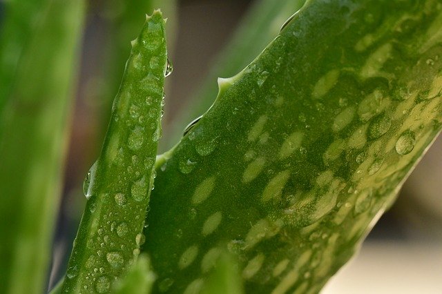 Make aloe vera gel at home and give a natural freshness to your skin. Learn to make homemade aloe vera gel and use with these 10 fresh Aloe Vera  everyday uses. aloe vera + aloe vera juice + aloe vera juice benefits + aloe vera uses #aloevera #aloeverajuice #benefits