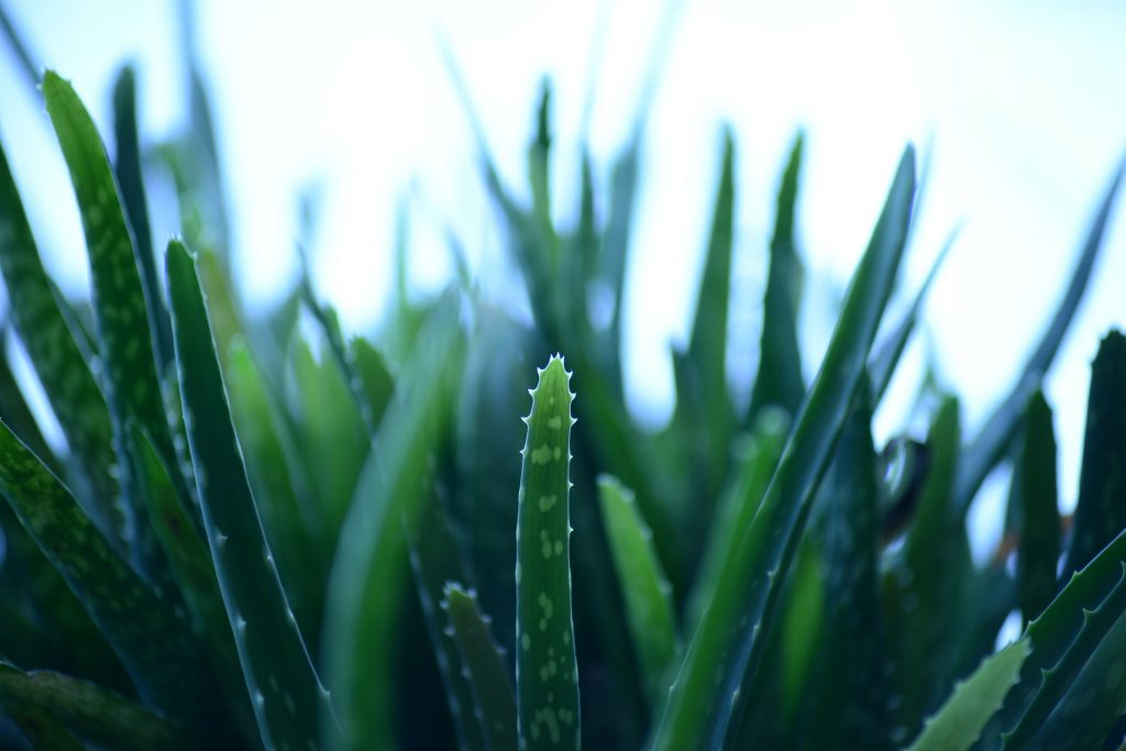 Aloe Vera Plant