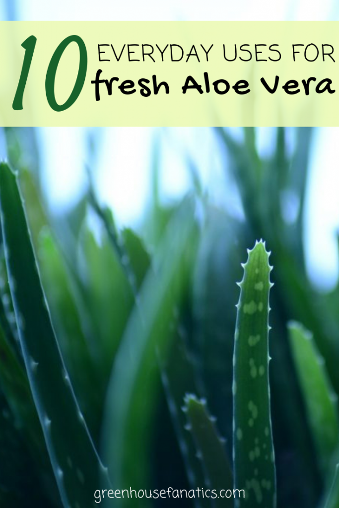 Make aloe vera gel at home and give a natural freshness to your skin. Learn to make homemade aloe vera gel and use with these 10 fresh Aloe Vera  everyday uses. aloe vera + aloe vera juice + aloe vera juice benefits + aloe vera uses #aloevera #aloeverajuice #benefits