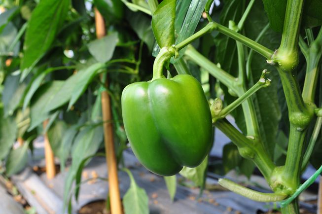 Would you love to grow tasty, organic food for your family? Why not start a vegetable garden! It’s really not hard and you can grow a lot of food in a small space too! So have some fun and save money by growing your own garden. #gardening #organicgarden #frugalliving