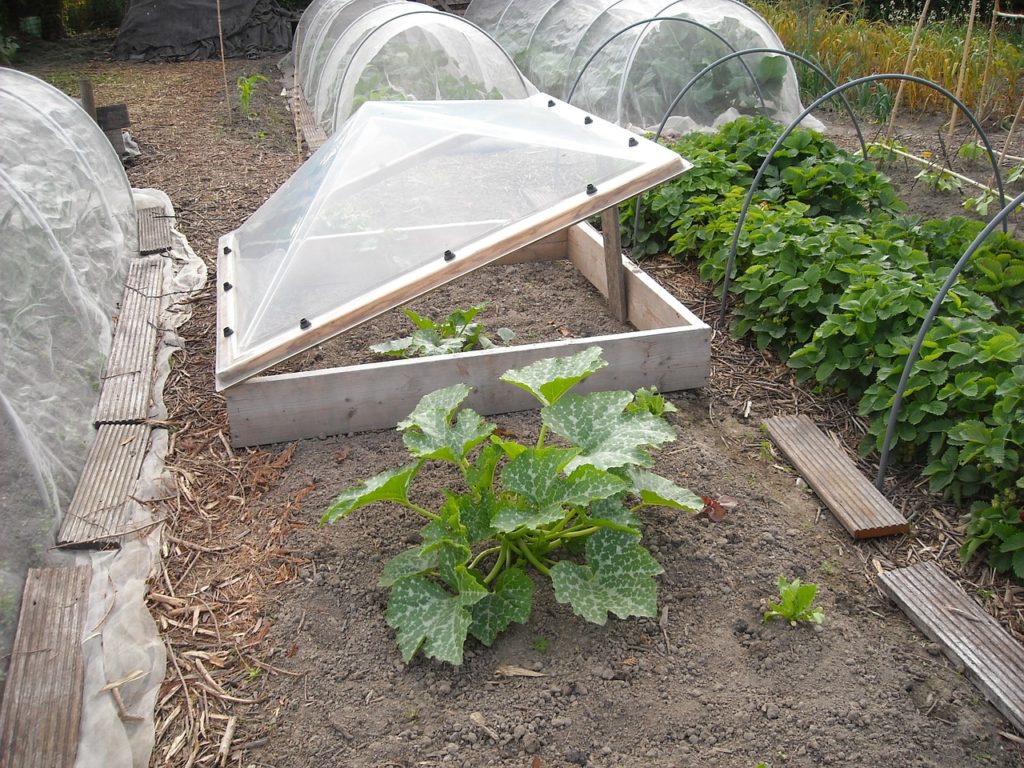 Pyramid lid, wood cold frame.
